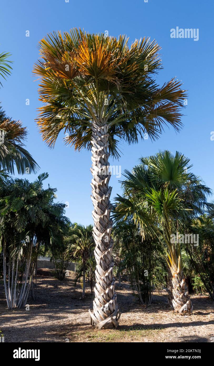 Sabal palmetto also known as cabbage palm, cabbage palmetto, sabal palm, Stock Photo