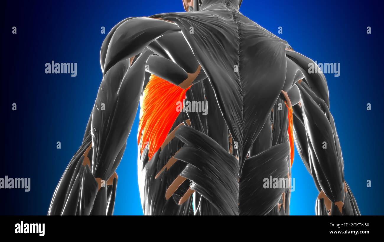 Serratus anterior Muscle Anatomy For Medical Concept 3D Illustration Stock Photo