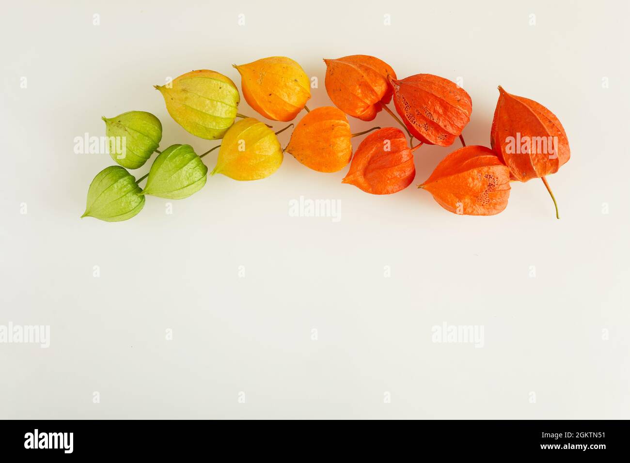Rainbow colors chinese lantern plant on pastel background Stock Photo