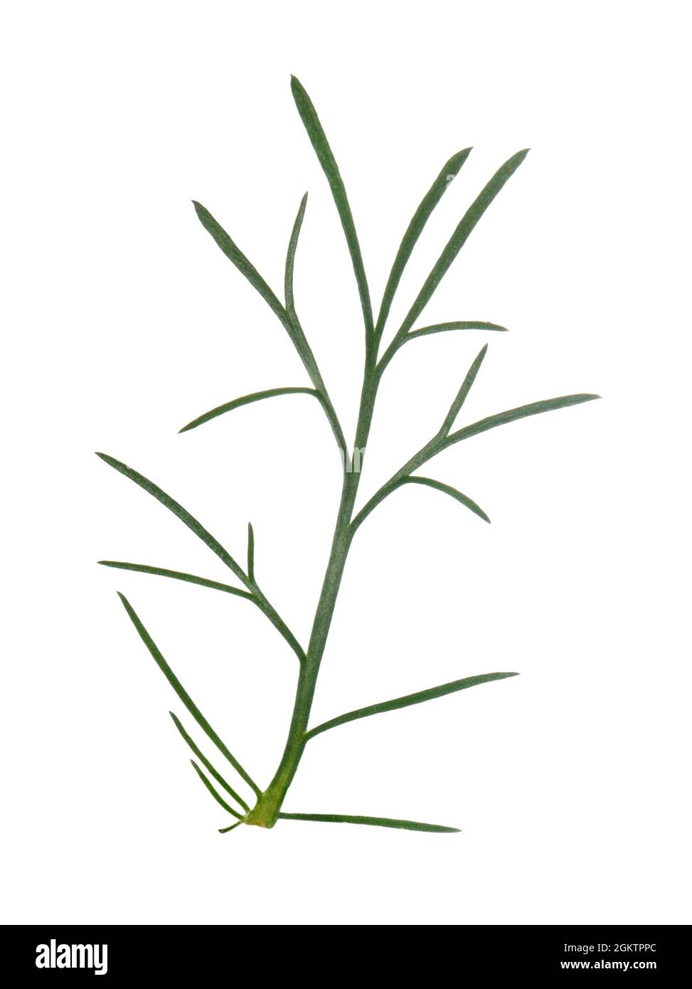 Field Wormwood - Artemisia campestris Stock Photo