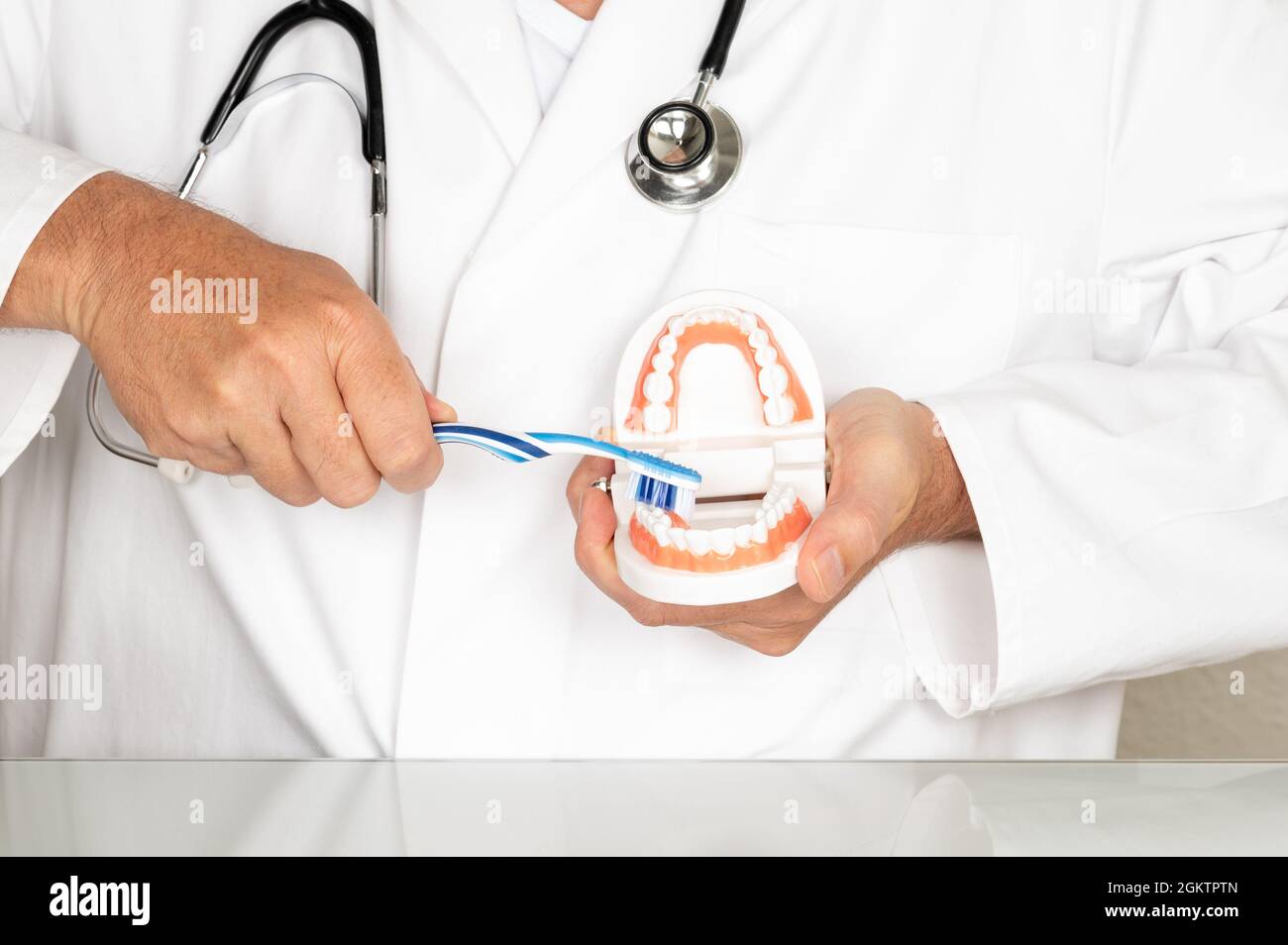 Hands of the doctor and the model of teeth in them Stock Photo - Alamy