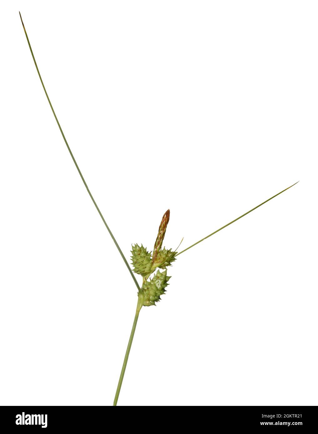 Long-bracted Sedge - Carex extensa Stock Photo