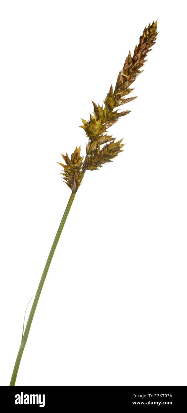 Brown Sedge - Carex disticha Stock Photo