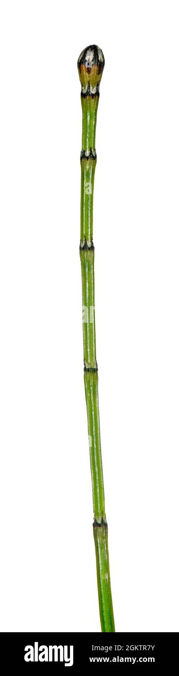 Variegated Horsetail - Equisetum variegatum Stock Photo