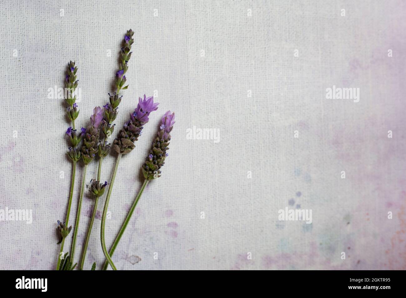 lavender background