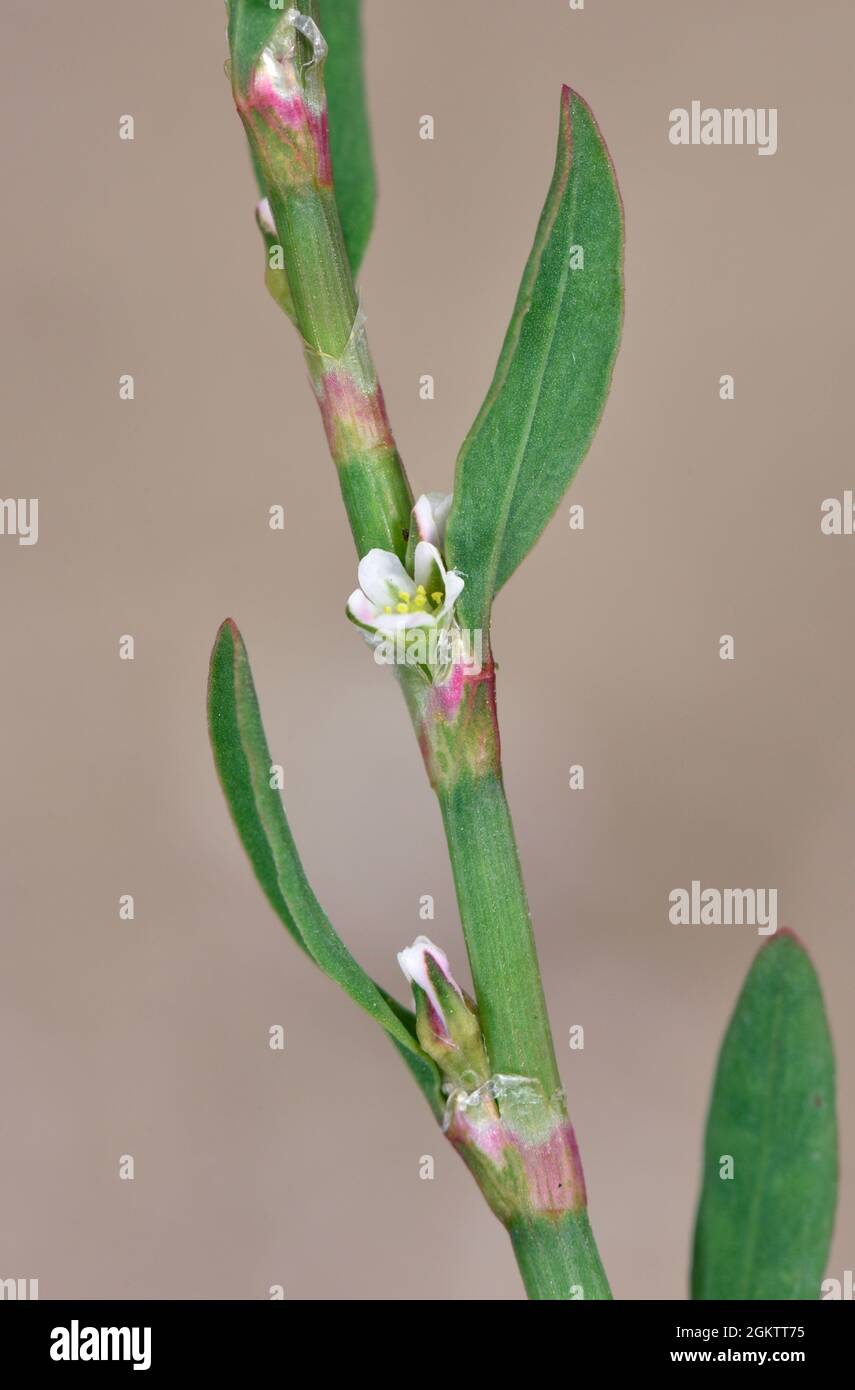 Knotgrass - Polygonum aviculare Stock Photo