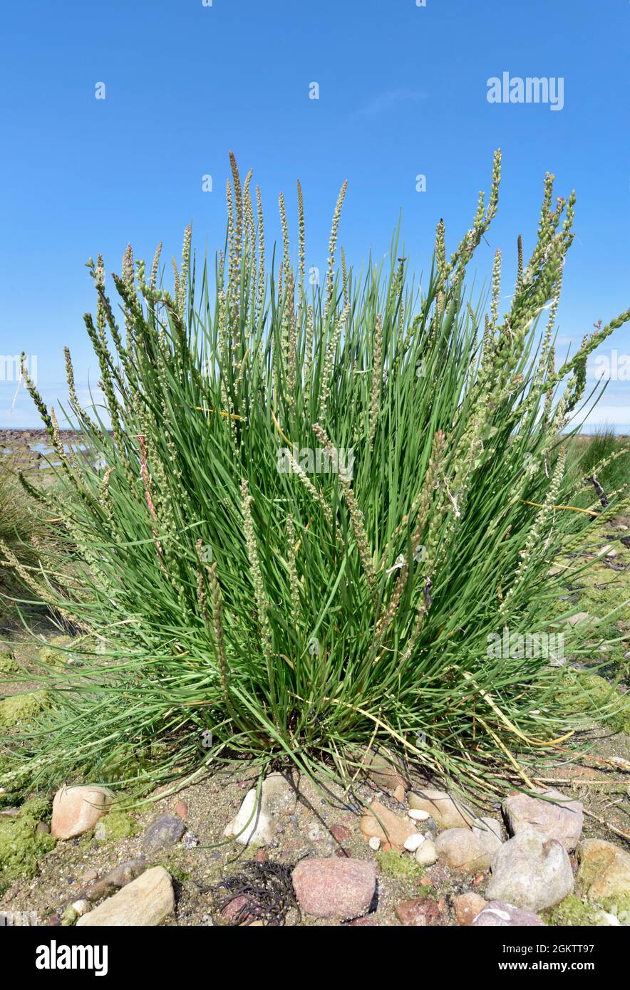 Sea Arrowgrass - Triglochin maritima Stock Photo