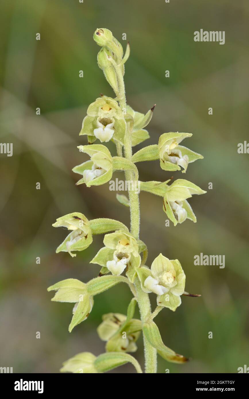 Lindisfarne Helleborine - Epipactis dunensis ssp. sancta Stock Photo
