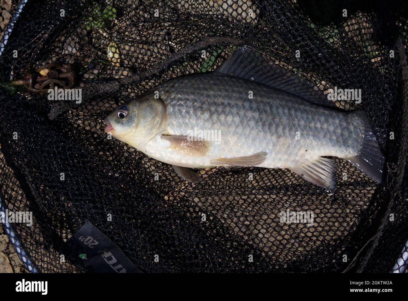 Fishing net big carp hi-res stock photography and images - Alamy