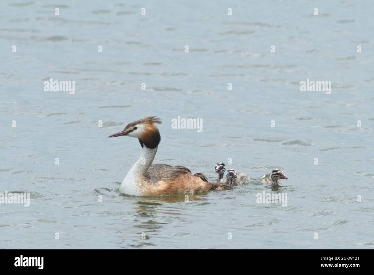 Great Crested Grebe (Podiceps cristatus) with chicks Stock Photo