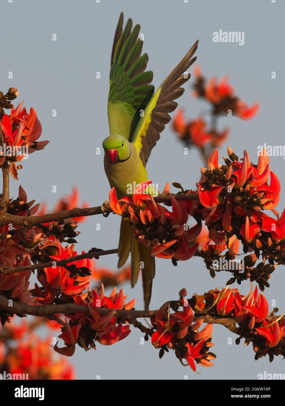 Rose-ringed Parakeet (Psittacula krameri) on palash tree (Butea monosperma) Stock Photo