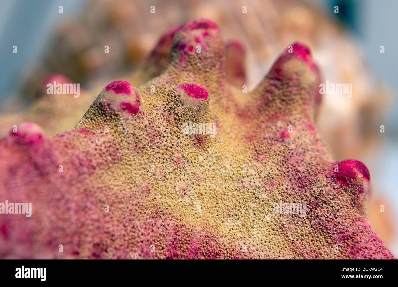 Close up shot of a dried horned sea star starfish (Protoreaster nodosus). Stock Photo