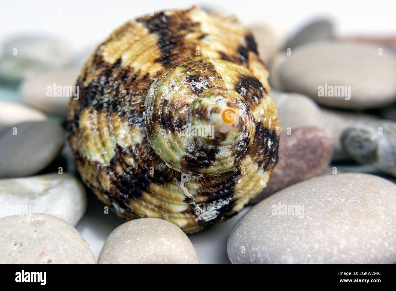 Close up shot of a sea shell Stock Photo