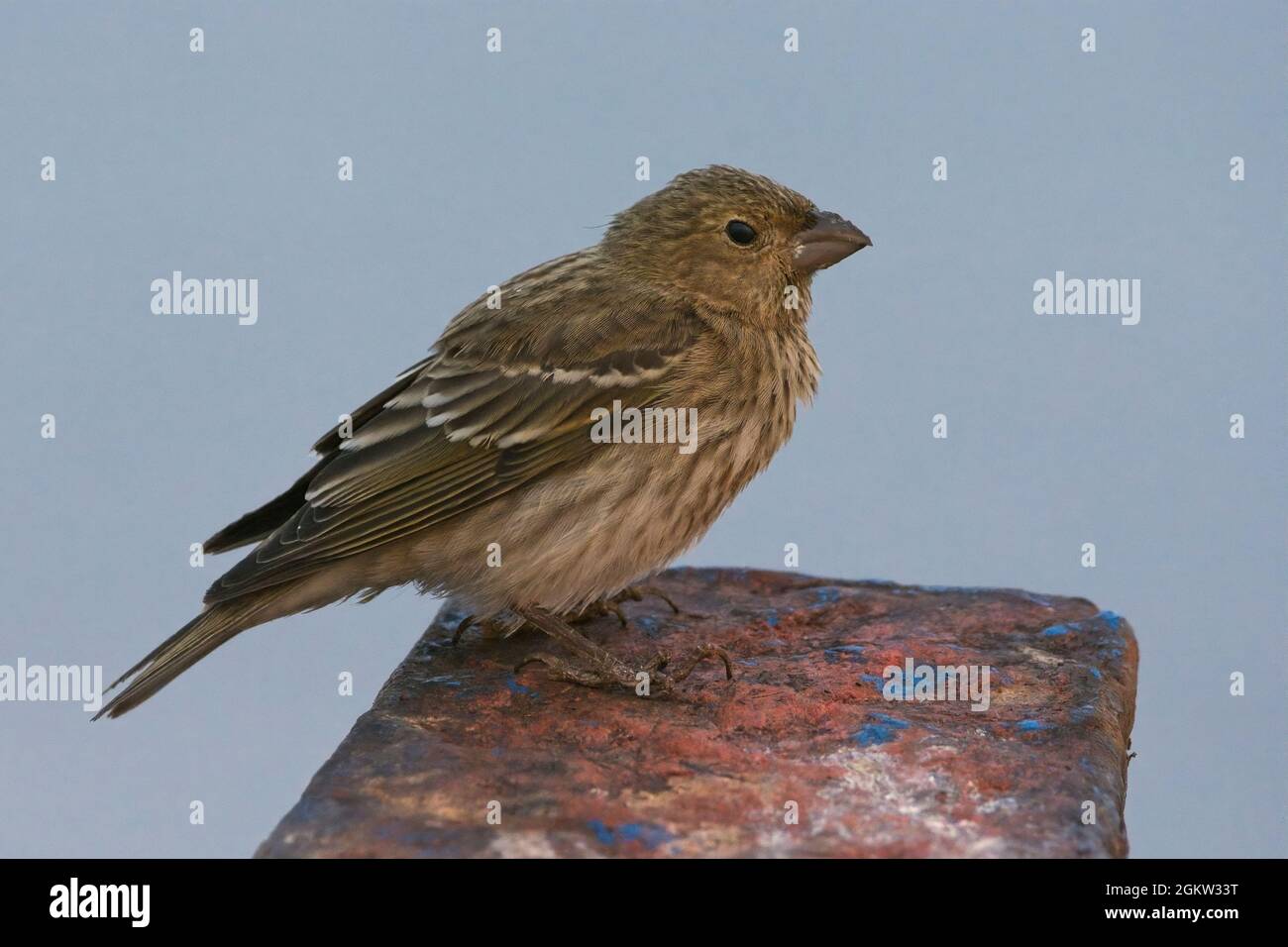 Female Common Rosefinch (Carpodacus erythrinus) Stock Photo