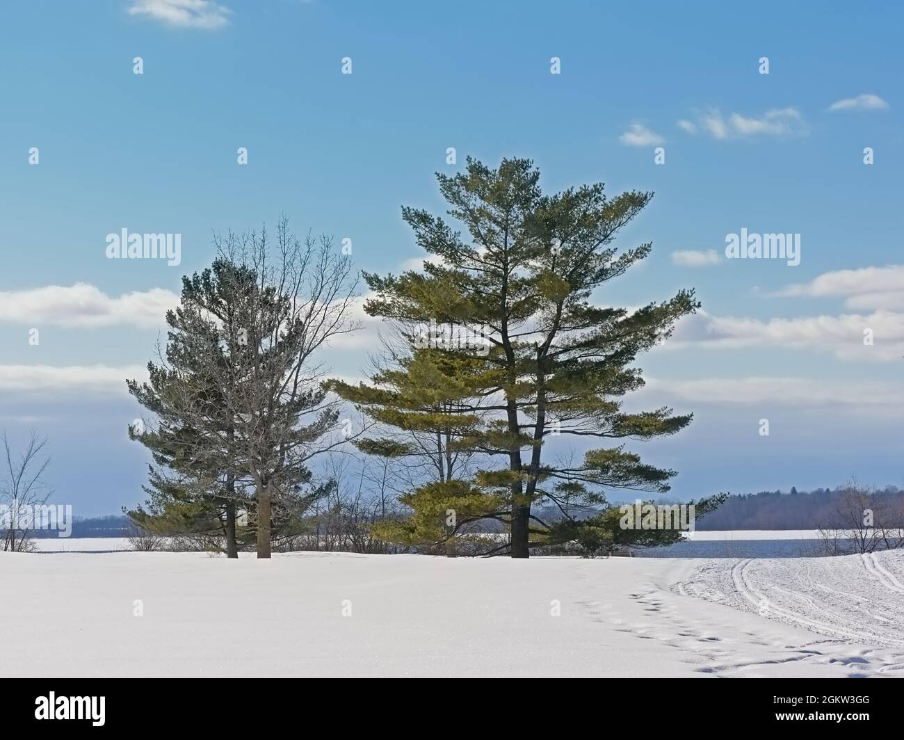 Spruce and bare trees in the snow in Gatineau park, Quebec Stock Photo