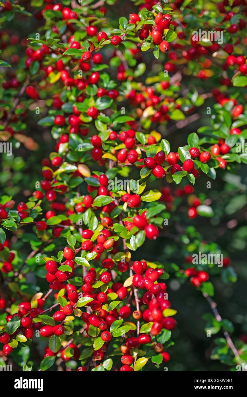 Ripe fruits of the cotoneaster Stock Photo