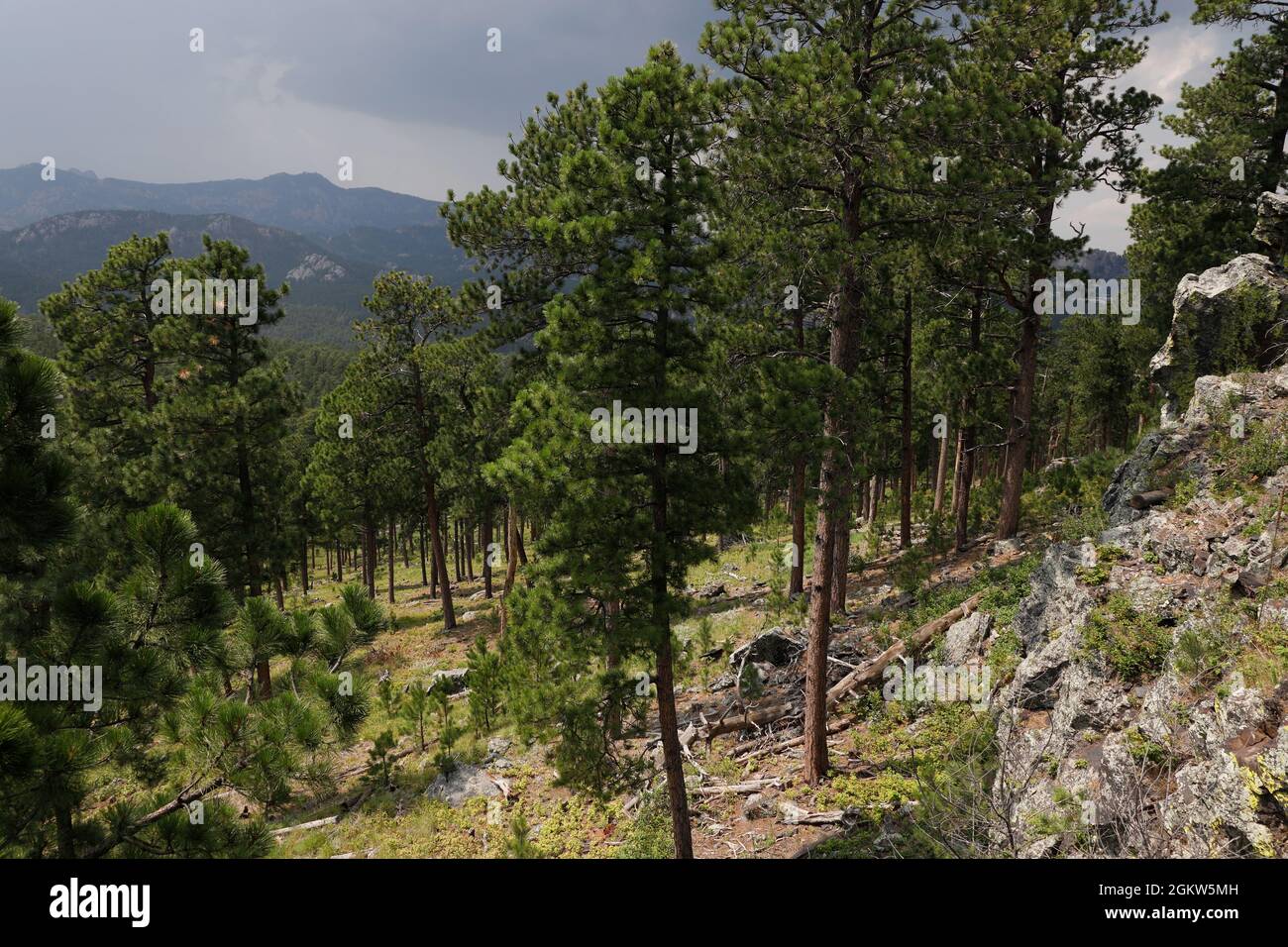 Scenic view of Custer State Park Custer South Dakota USA Stock Photo