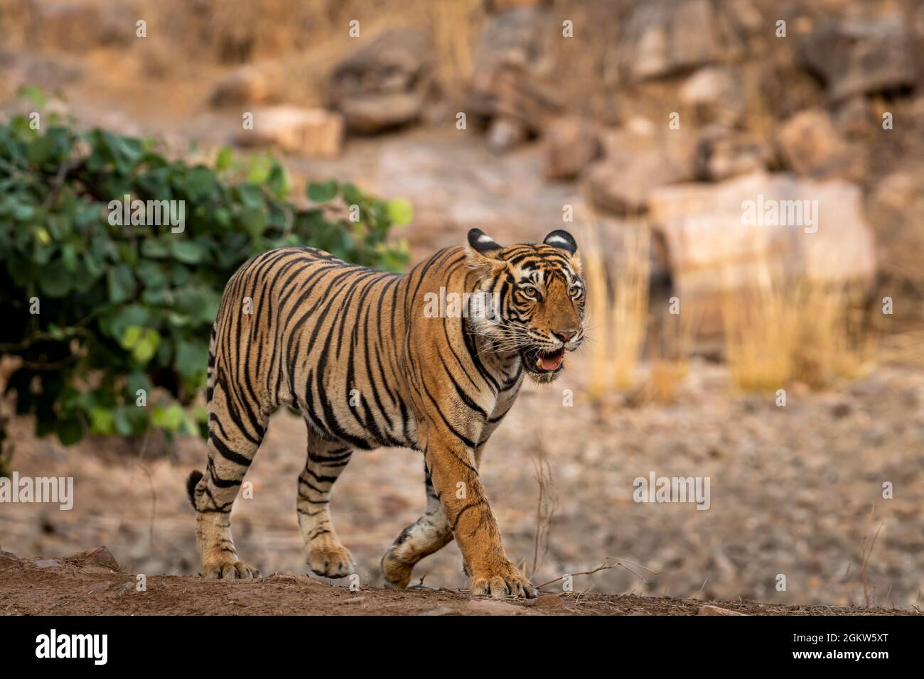 The Royal Bengal Tiger - Tiger Safari India