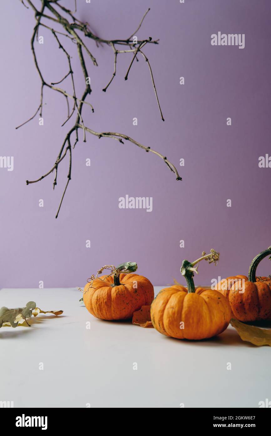Thankgiving or Halloween concept small oranges pumpkins Stock Photo
