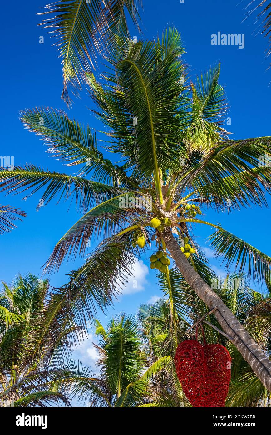 Fresh coconuts growing on palm tree with hanging heart shape artwork decor Stock Photo