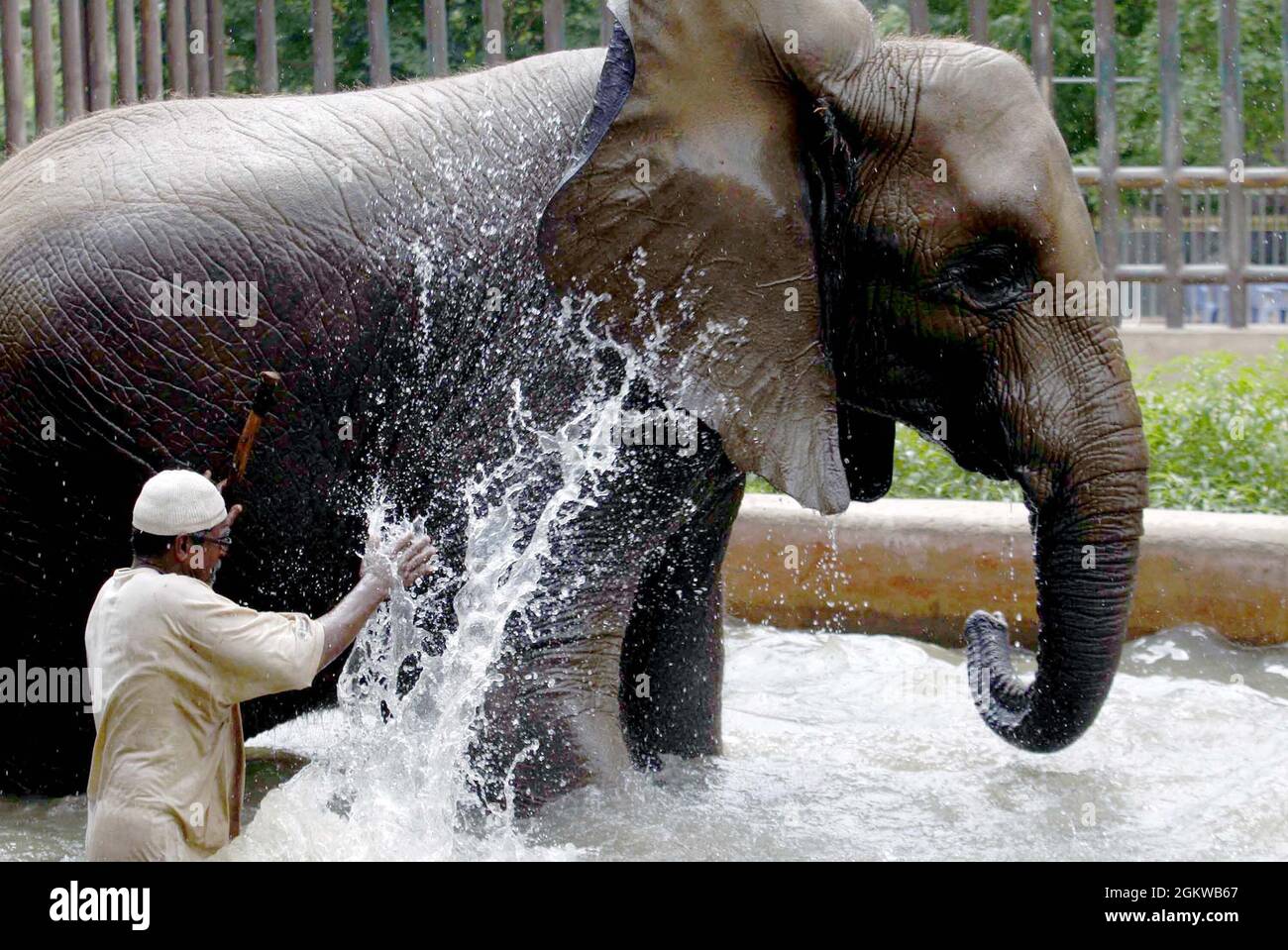 Caretakers of Zoological Garden giving bath to elephants to beat heat during hot day of summer season at Zoological Garden in Karachi on Wednesday, September 15, 2021. Stock Photo
