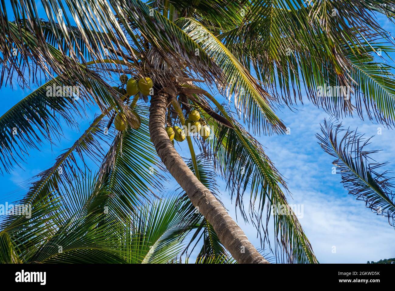 Bunch of fresh ripe coconuts growing on palm tree against blue cloudy sky Stock Photo