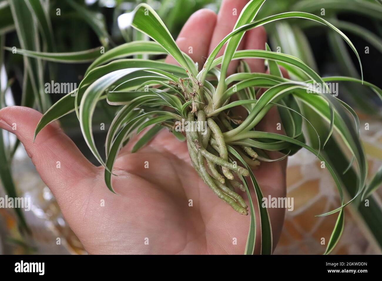 A hand holding a rooting spider plant runner Stock Photo