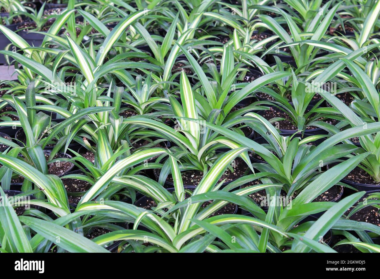 Rows of potted tiny spider plant seedlings Stock Photo