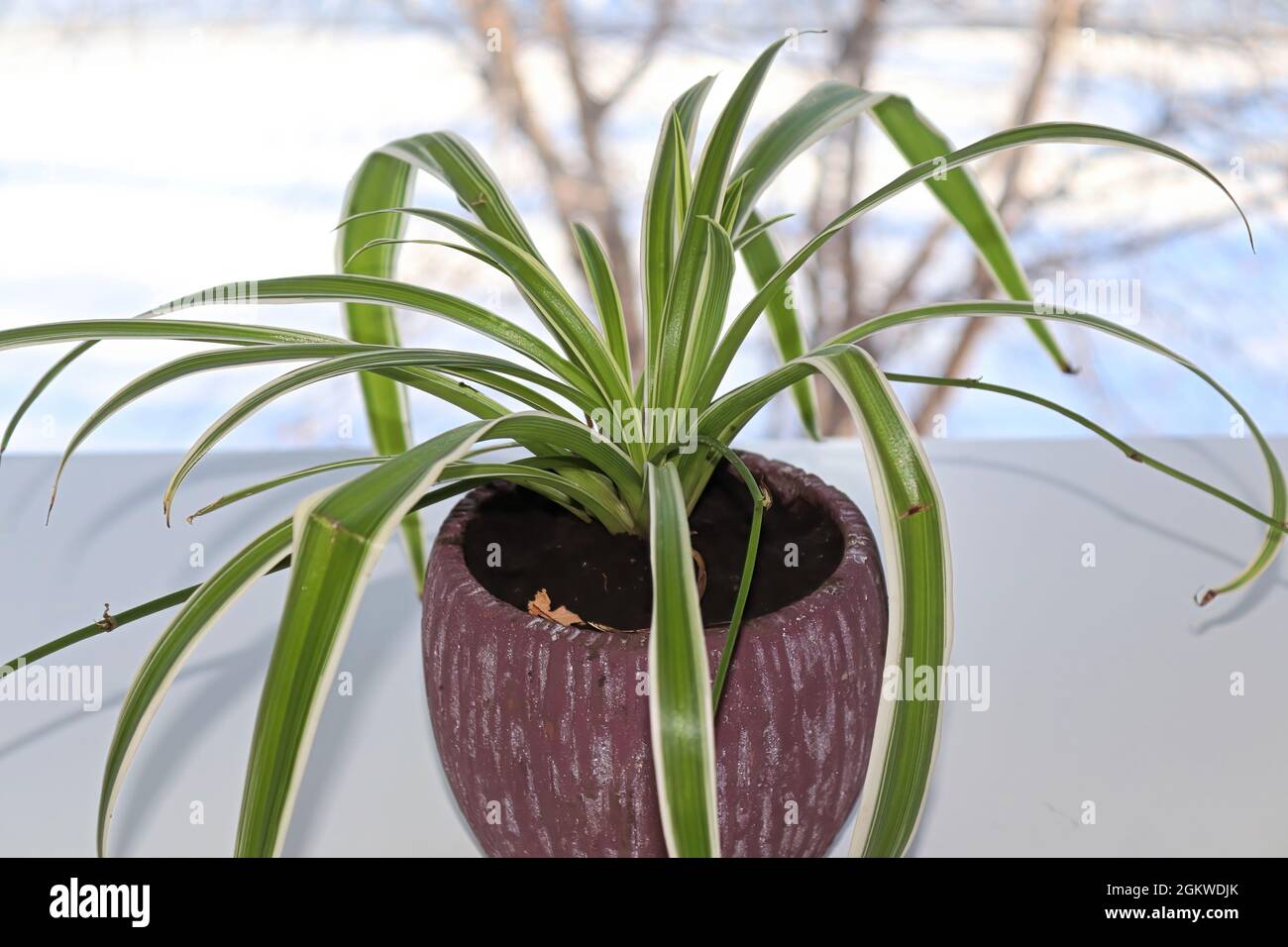 Closeup of a spider plant in a red flowerpot Stock Photo