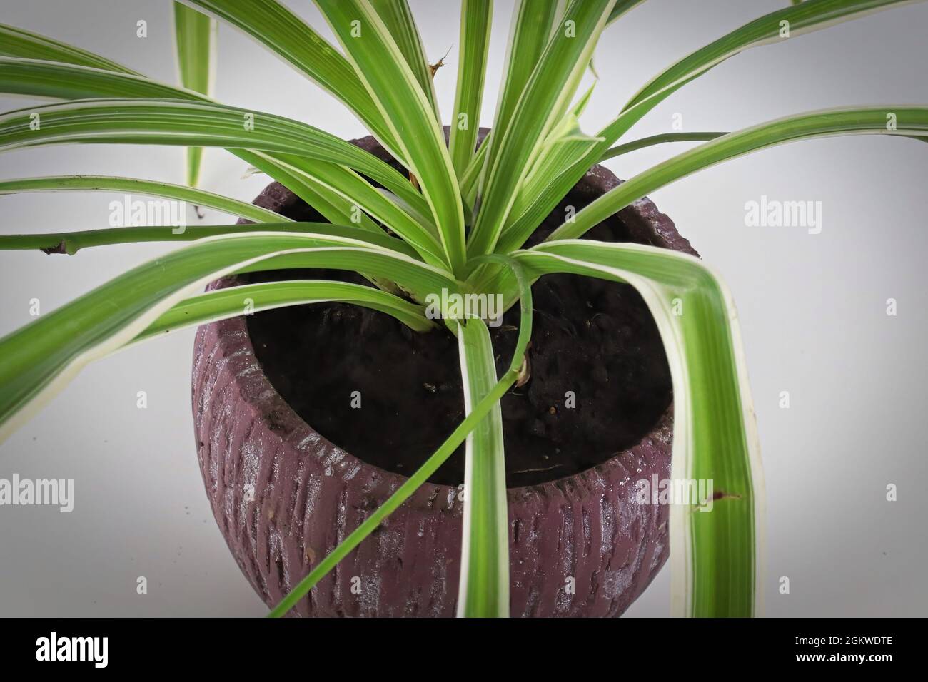 Closeup of a spider plant in a red flowerpot Stock Photo