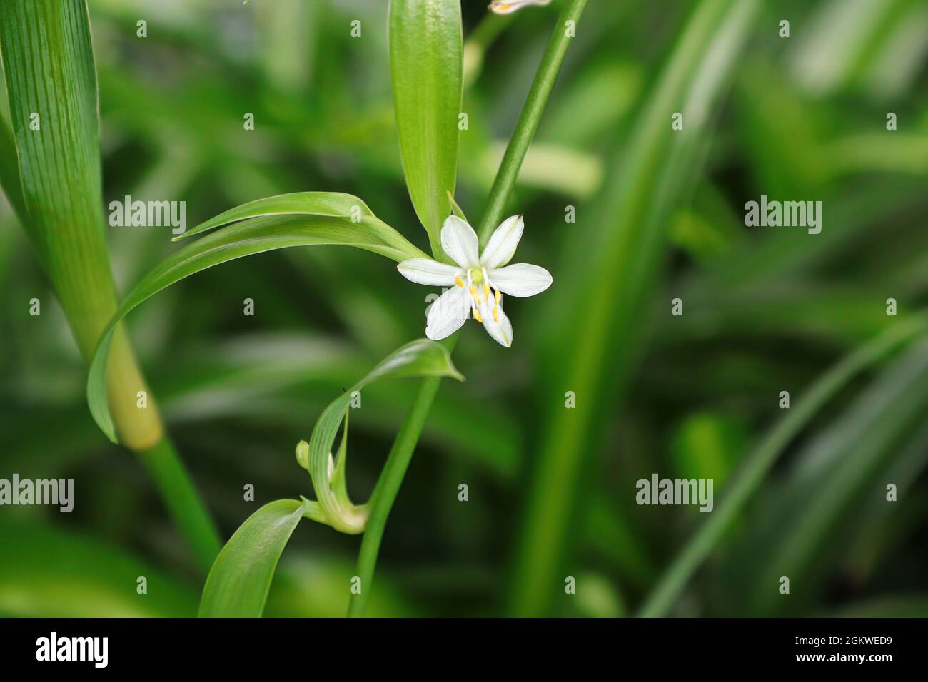 A tiny white flower blooms on a spider plant Stock Photo