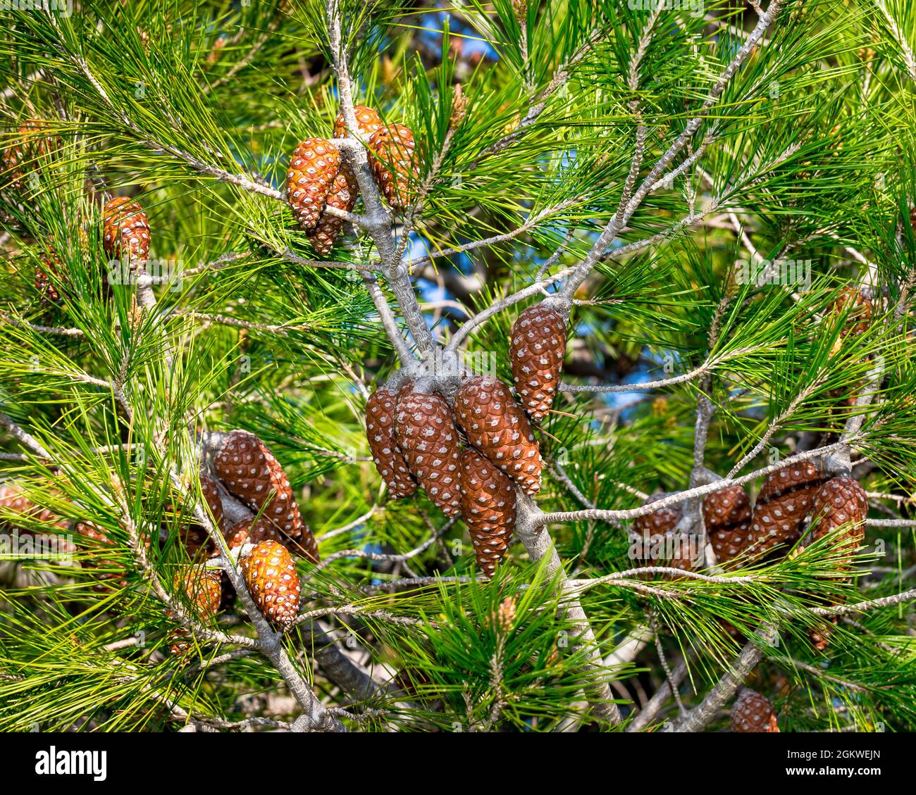 Pine Cones. Isolated. CloseUp. Pine tree with hanging closed pine cones from branch . Stock