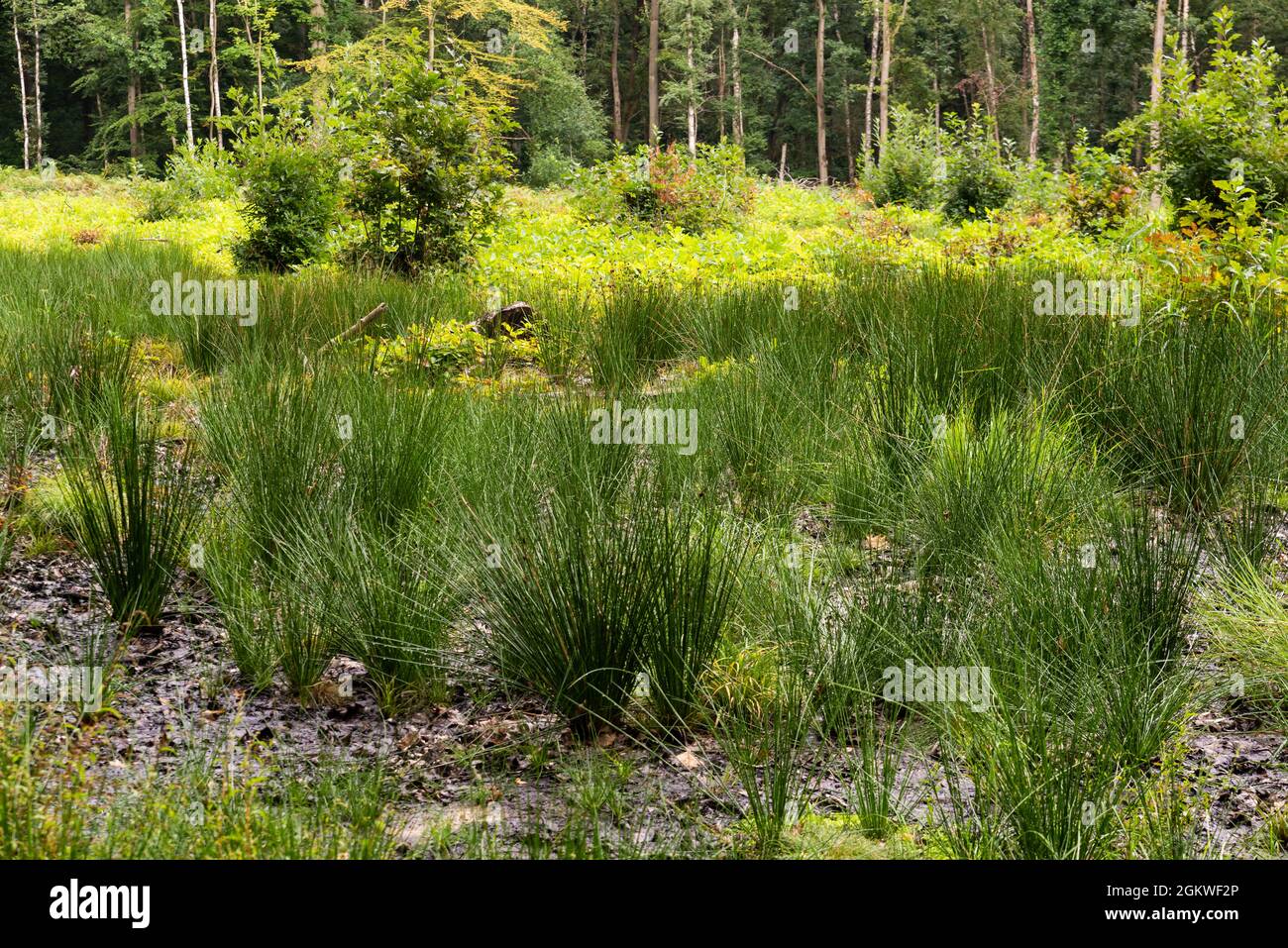 Green wild plants hi-res stock photography and images - Alamy