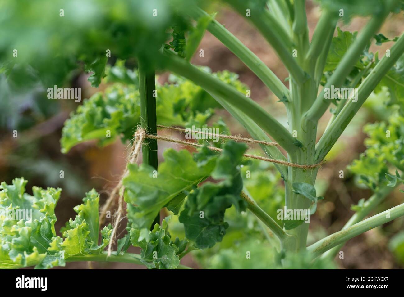 Kale plants with stake to protect them against autumn and winter weather. Stock Photo
