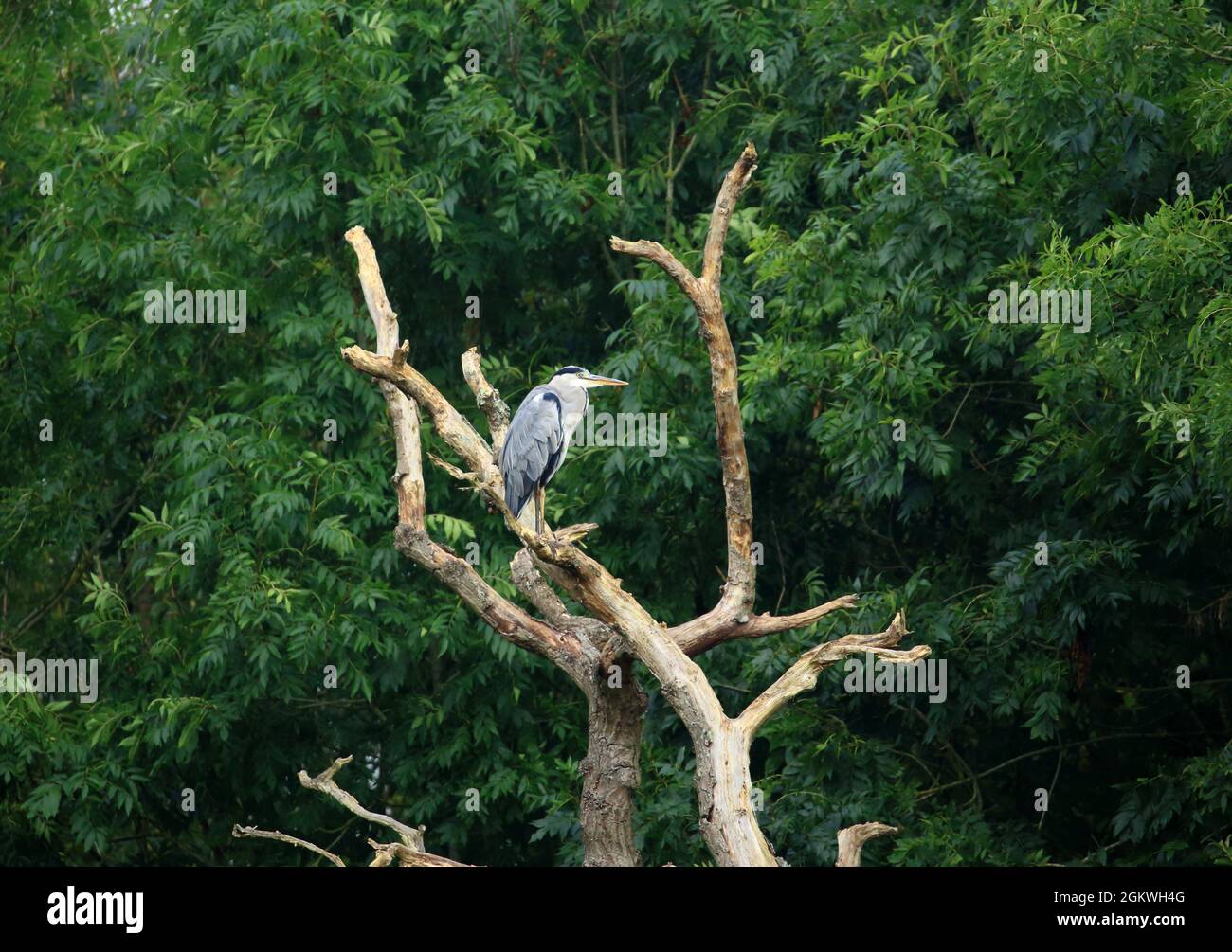 A Grey Heron (Ardea Cinerea) perched in a dead tree in Shropshire, England, UK. Stock Photo