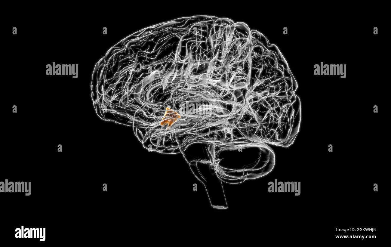 Brain Hypothalamus Anatomy For Medical Concept 3D Illustration Stock ...