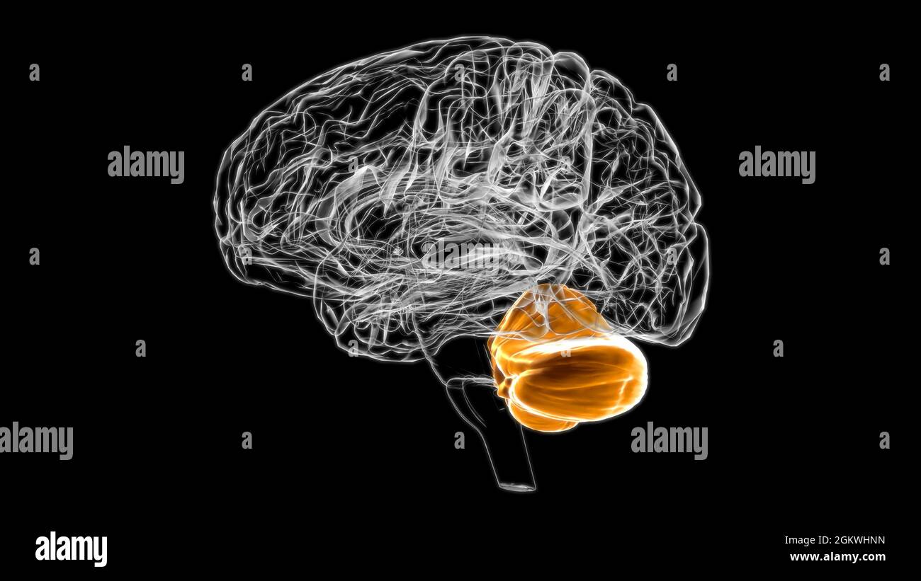 Brain Cerebellum Anatomy For Medical Concept 3D Illustration Stock ...
