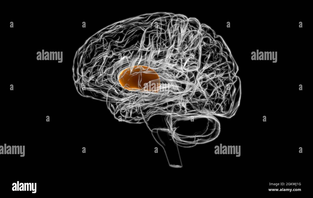 Brain putamen Anatomy For Medical Concept 3D Illustration Stock Photo