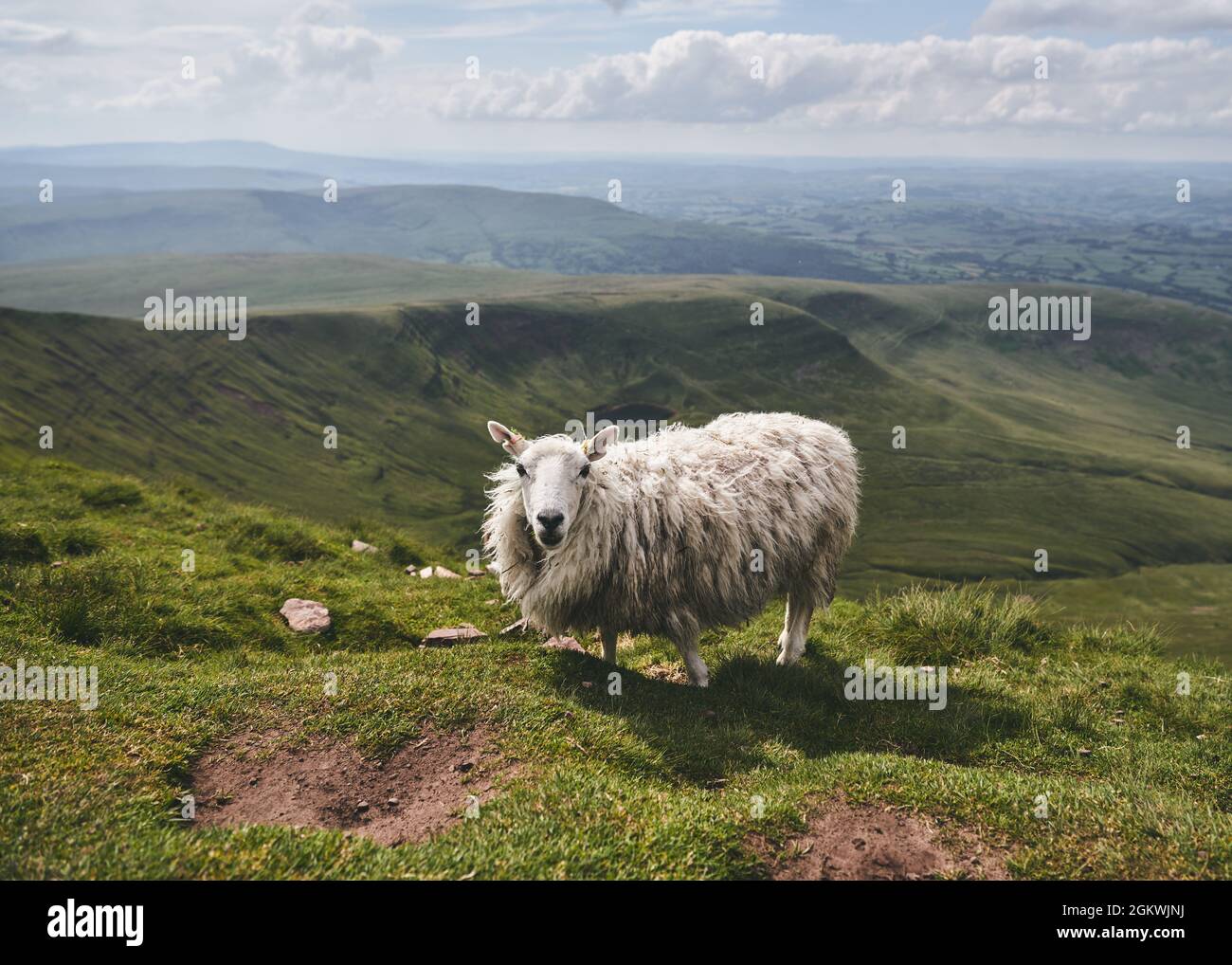Green landscape in Wales Stock Photo