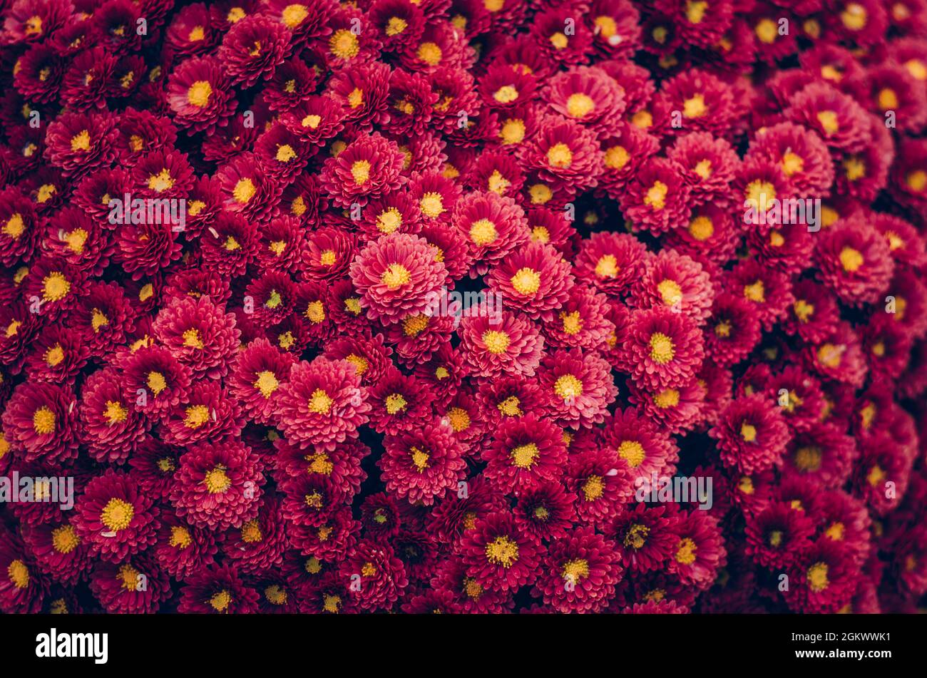 red chrysanthemum flowers on grave during All Saints Day in cemetery