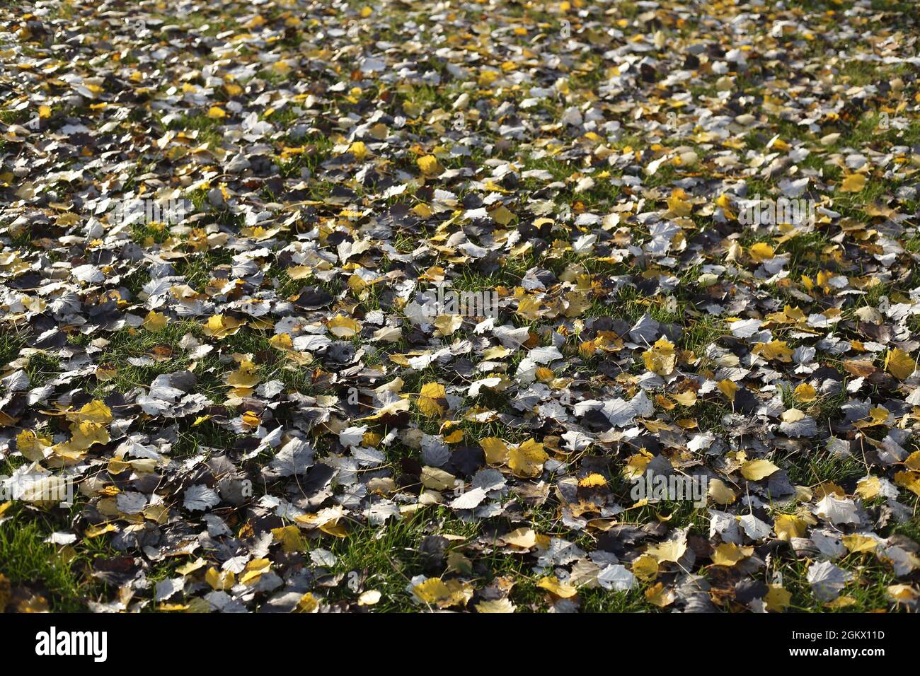 Yellow discolored autumn leaves on the ground Stock Photo - Alamy