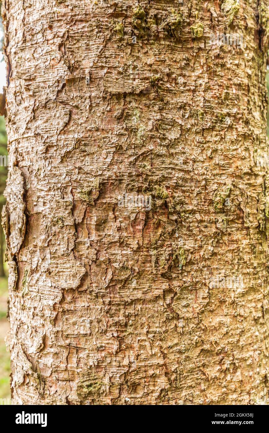 Close up of the bark of the Siberian spruce, Picea obovata, with flake-shaped bark and small cracks as an example and to use as teaching material Stock Photo