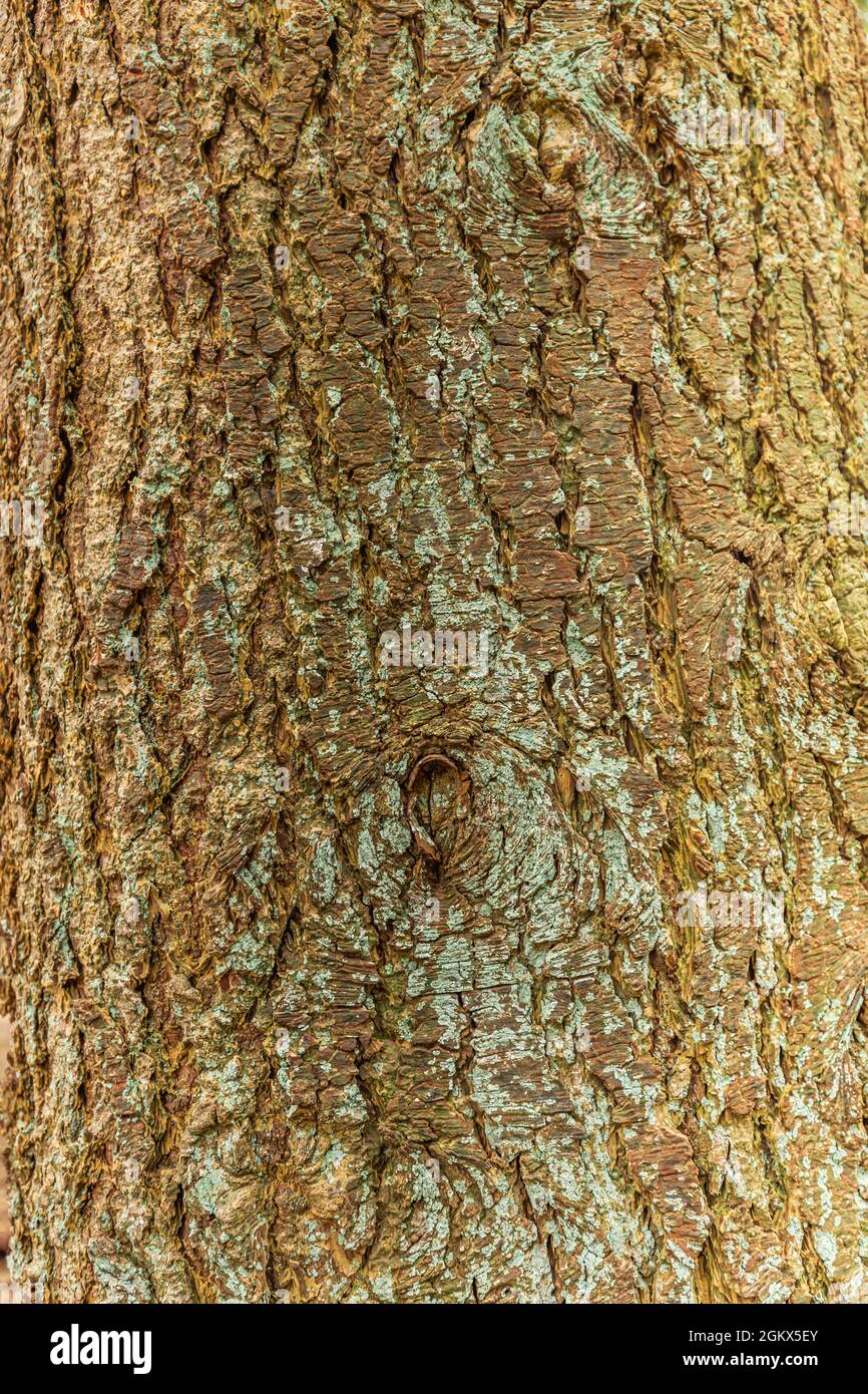 Close up of the bark of the Douglas fir, Pseudotsuga menziesii, with brown deeply incised vertical serrated bark strips and can be used as an example Stock Photo