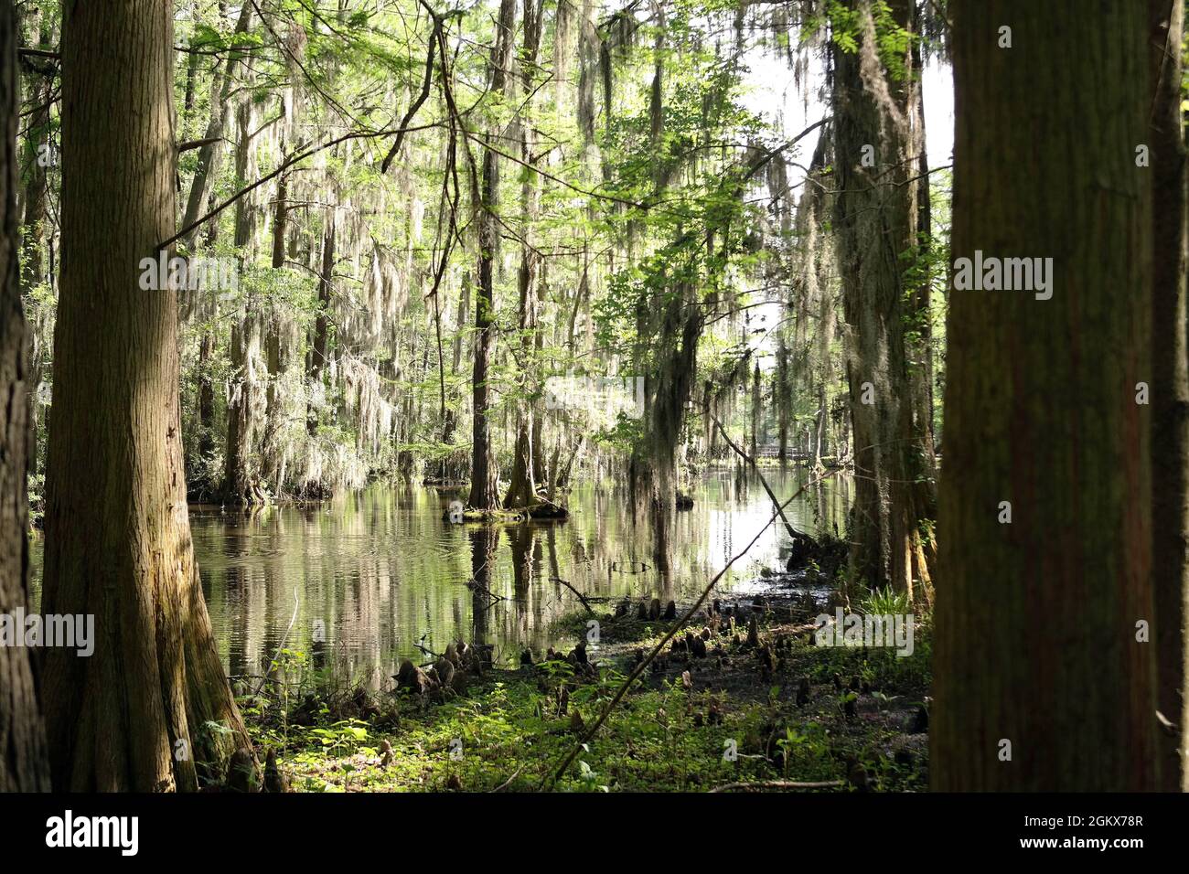 Old growth Southern cypress swamp Stock Photo