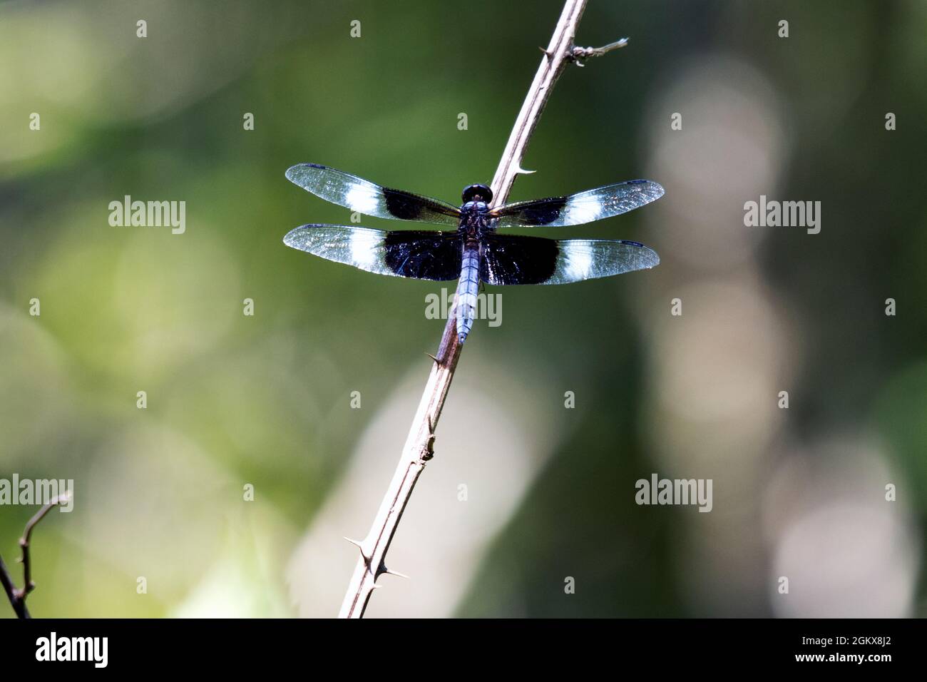 Macro male blue and black Widow Skimmer Libellula luctuosa dragonfly on ...