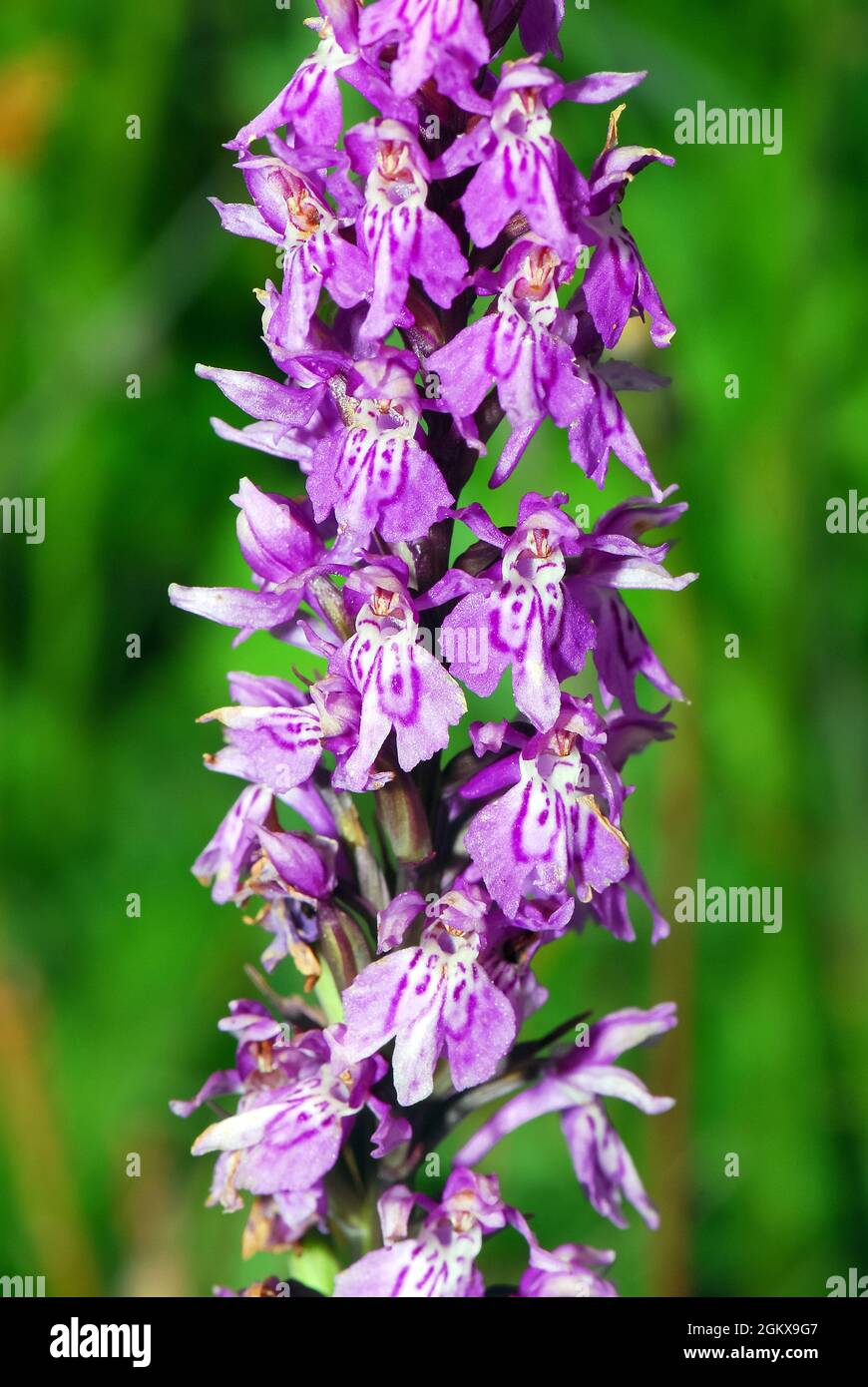 common spotted orchid, Fuchs’ Knabenkraut, Dactylorhiza fuchsii, erdei ...