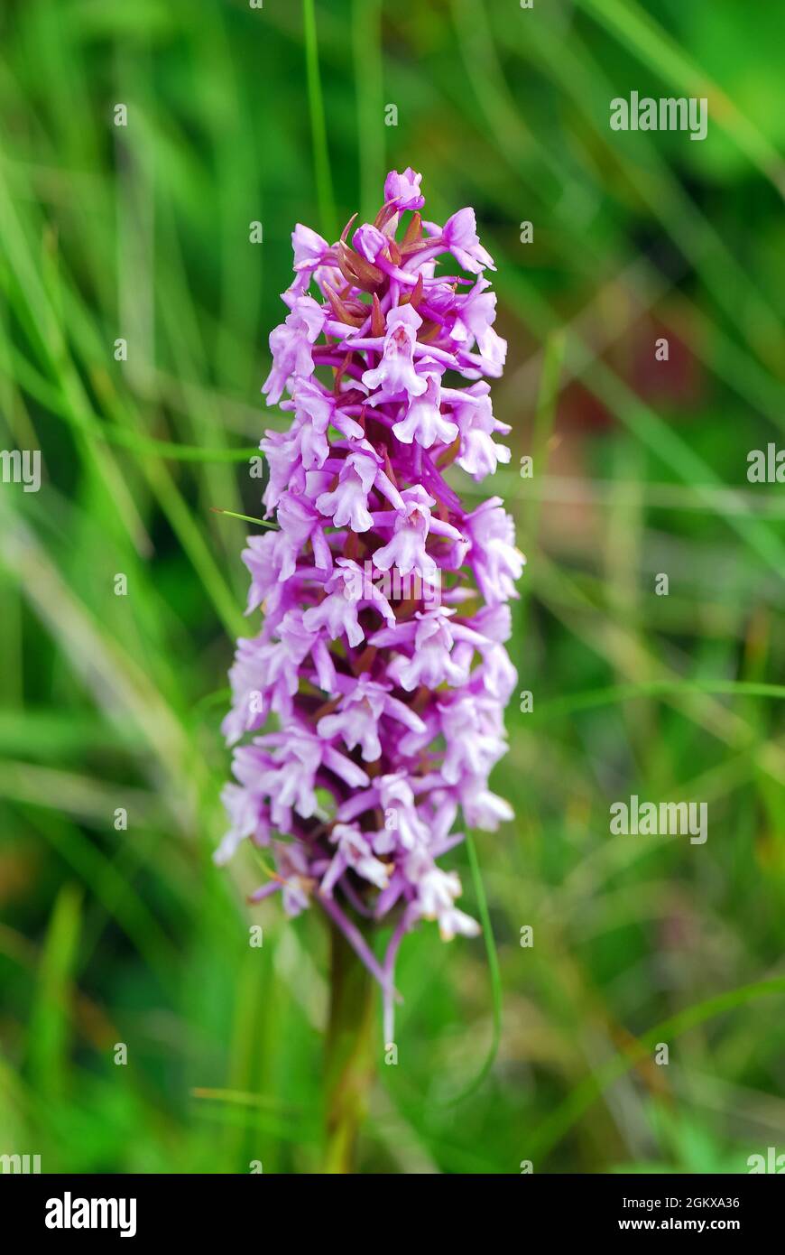 fragrant orchid, Mücken-Händelwurz, Gymnadenia conopsea, szúnyoglábú bibircsvirág, Hungary, Magyarország, Europe Stock Photo