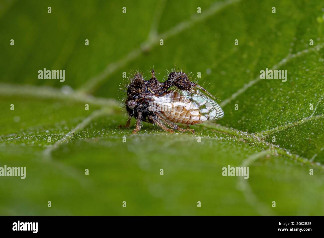 Adult Buffalo Treehopper of the Cyphonia clavigera Stock Photo - Alamy