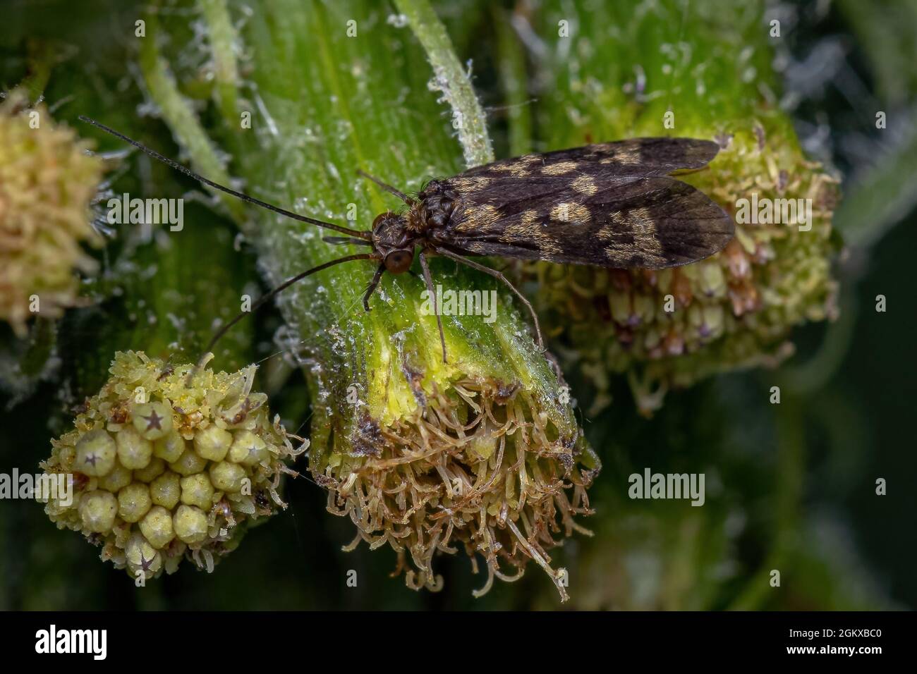 Adult Caddisfly Insect of the Order Trichoptera Stock Photo Alamy