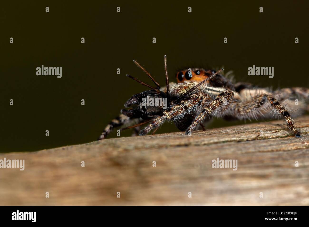 Small Female Male Gray Wall Jumping Spider of the species Menemerus bivittatus preying on a Jumping spider of the genus Sarinda Stock Photo